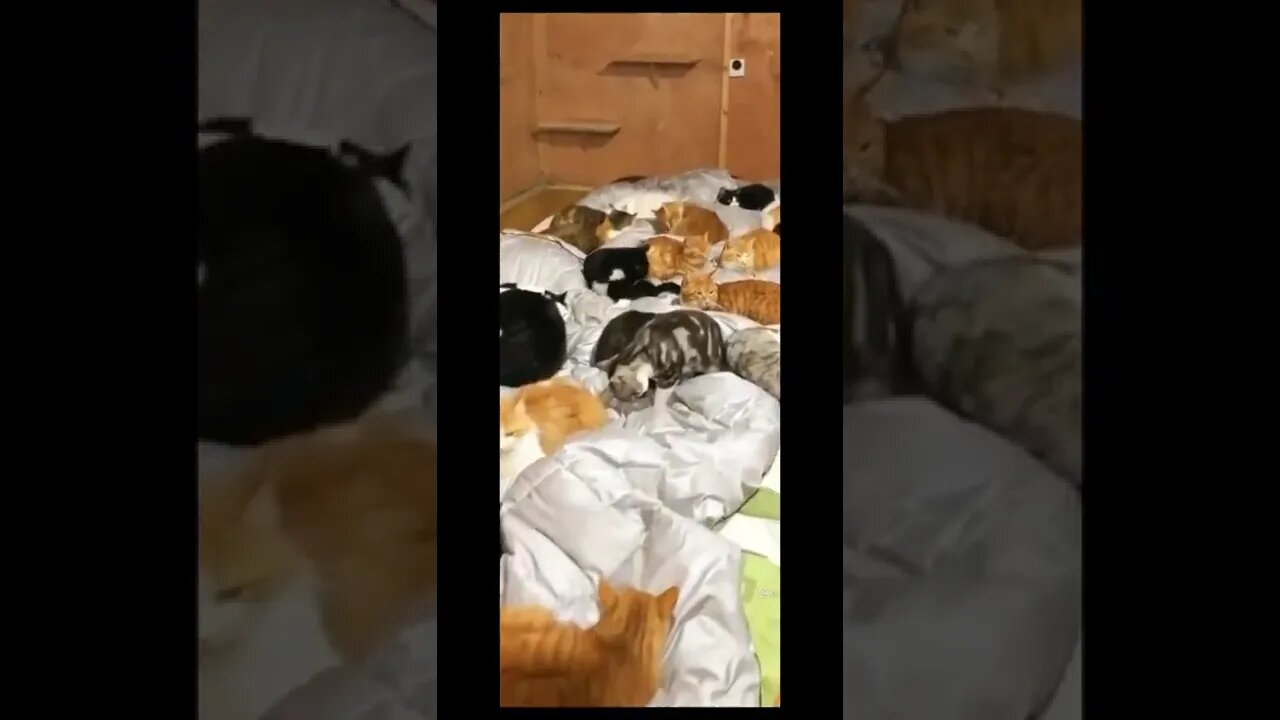 Cats showroom