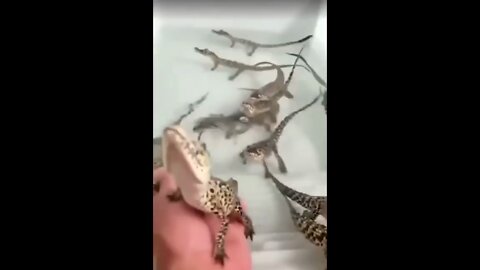 Baby crocodiles sound like laser blasters