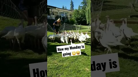 Nothing like getting stuck in the fence to start your day😂 #mondays #homesteading #farm #turkeys