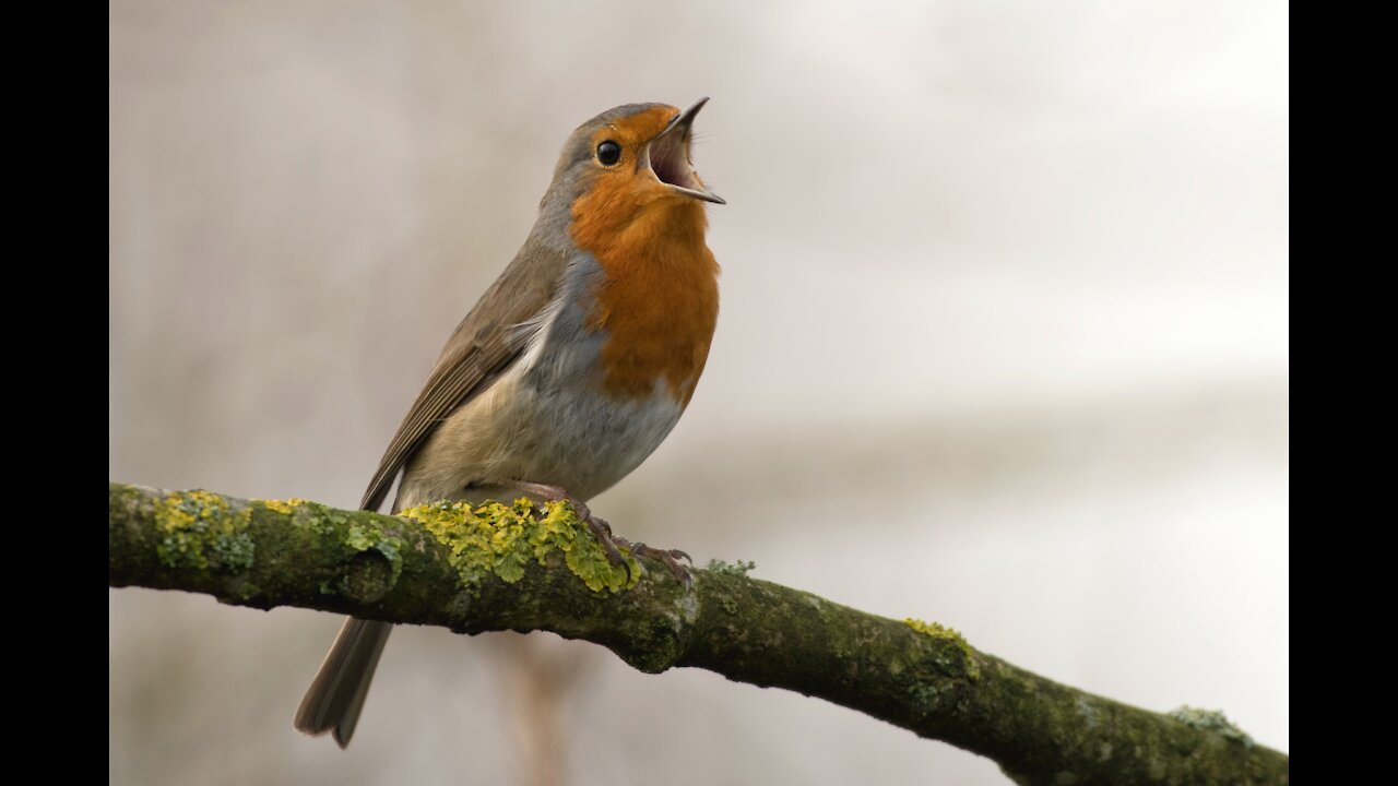 Beautiful birds singing free in nature