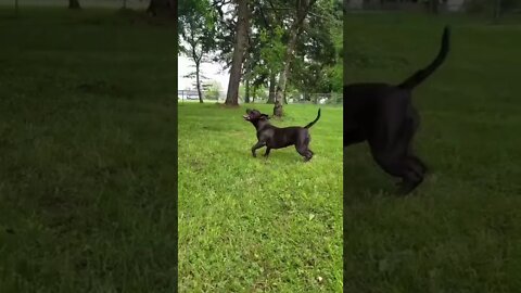 Video Funny Dog 2 | Funny Jokes #shorts #short #memes #shortsvideo #dogs #dog