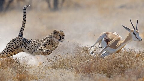 Cheetah attack on deer- A Cheetah hunting