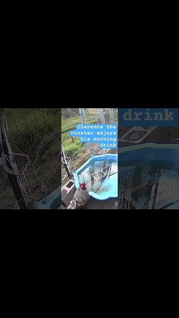 Clarence the rooster enjoys his morning water