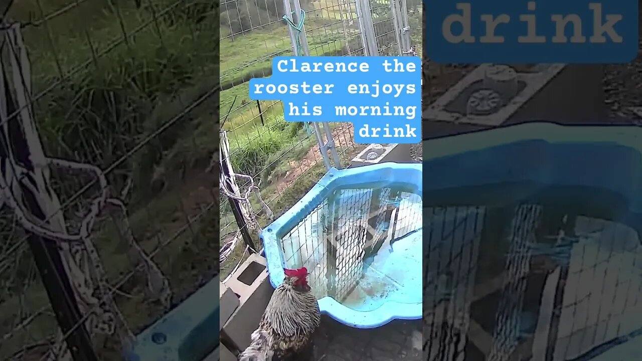 Clarence the rooster enjoys his morning water