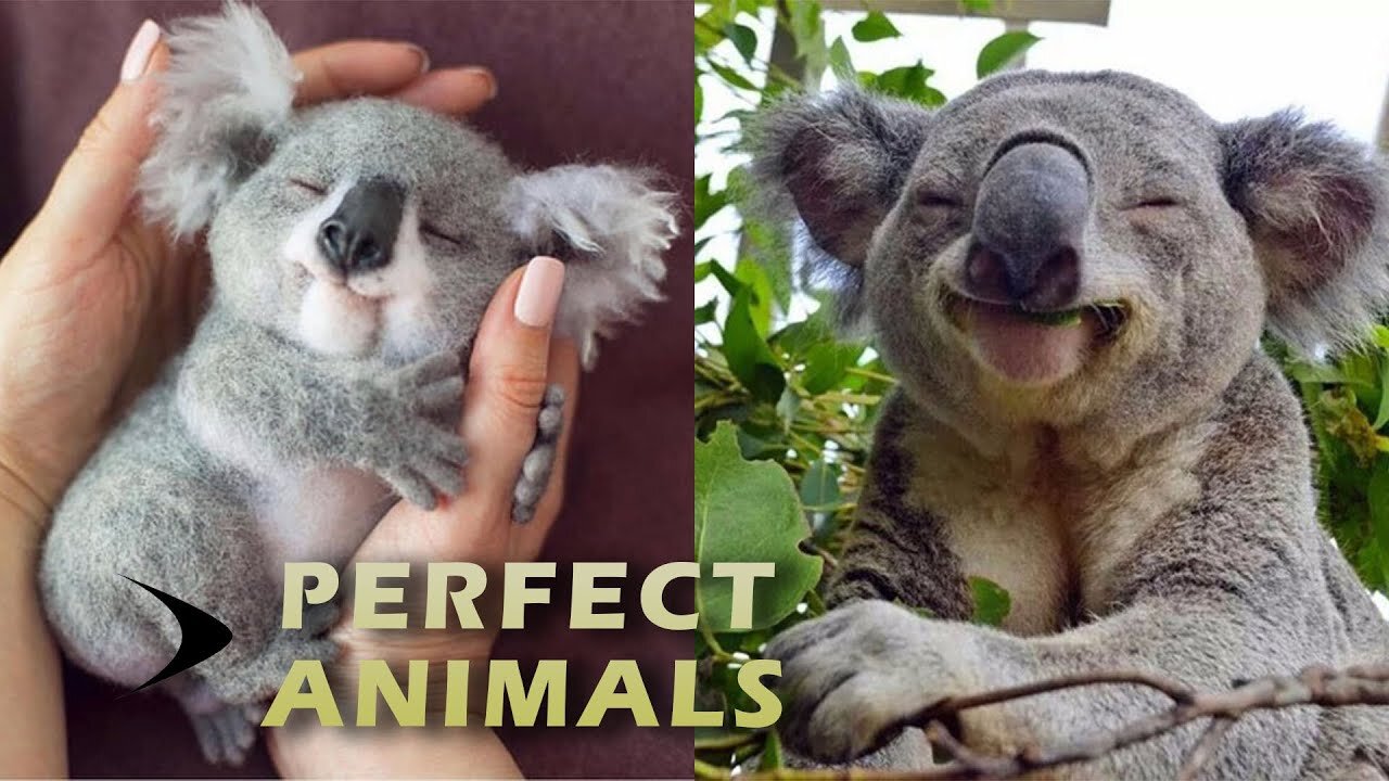 Koala (Funny Animals)