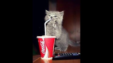 Little cat trying to have cola