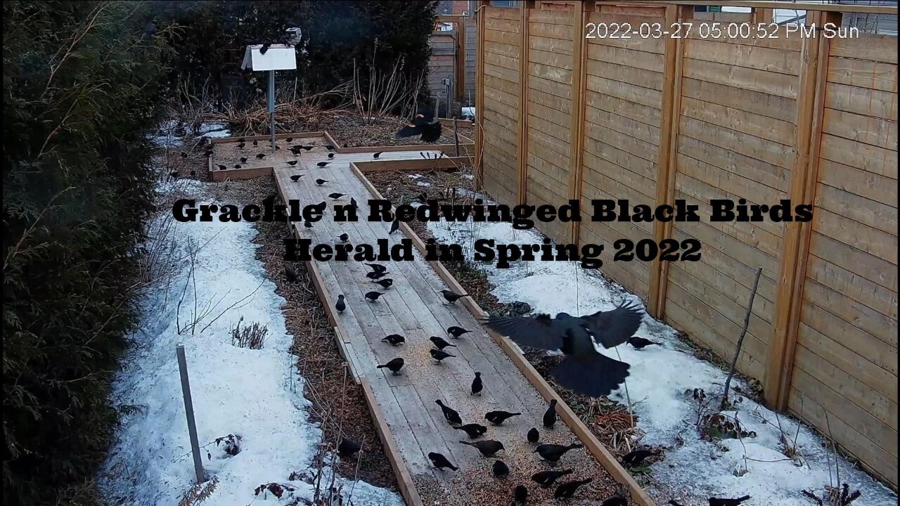 Grackles and Redwinged Black Birds Herald in Spring 2022