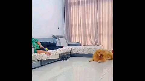 funny videos