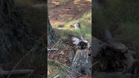 A squirrel grabbing a piece of wood