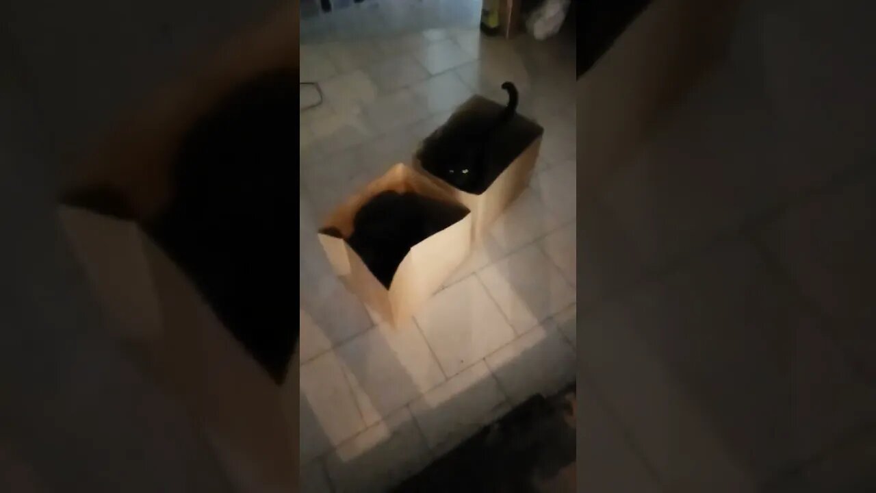 Two boxes Two Black cats