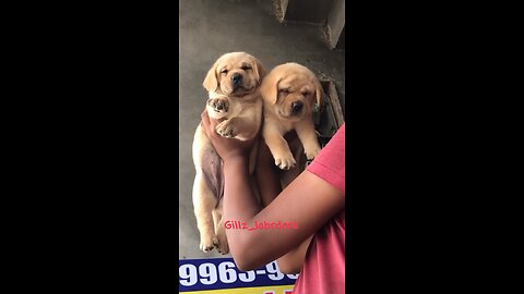 Labrdore puppies available