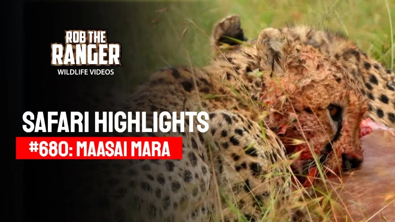 Safari Highlights #680: 28 & 29 March 2022 | Lalashe Maasai Mara | Latest Wildlife Sightings