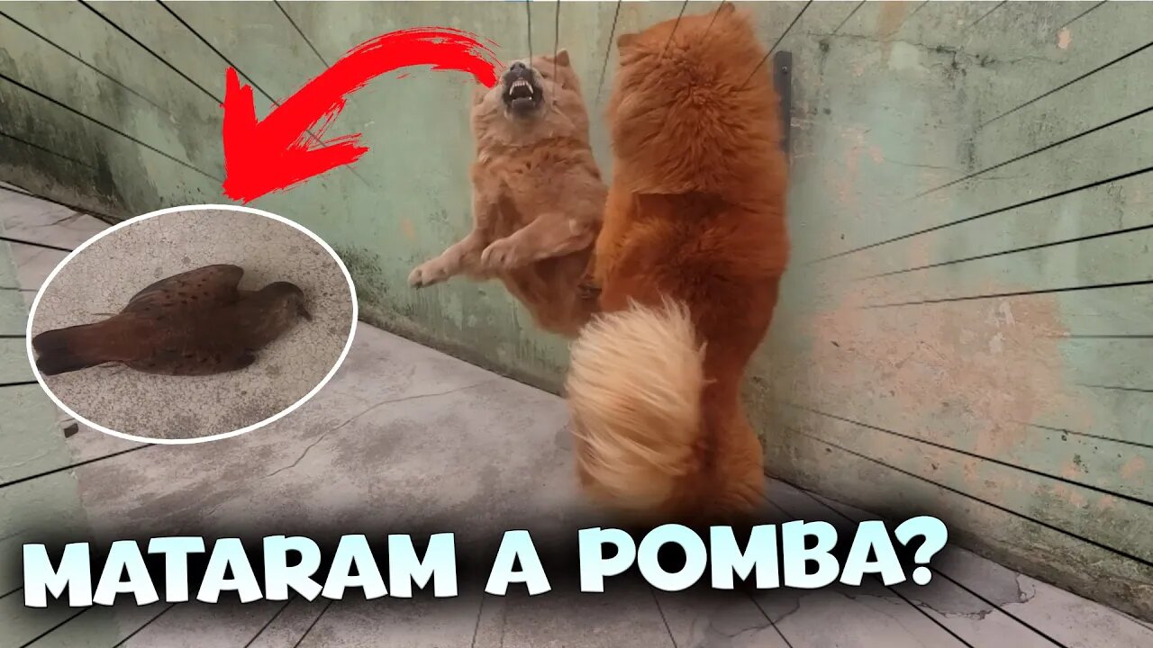 ACHEI UMA POMBA MORTA NO MEU QUINTAL Vlog #01