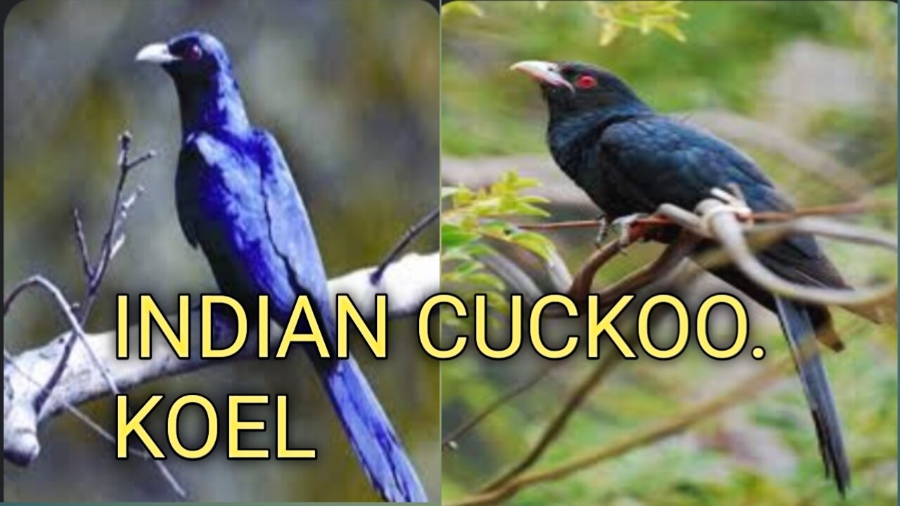 Cuckoo bird sweet voice