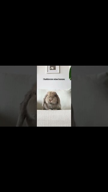 1Min Animal World #dogs #cats #pet