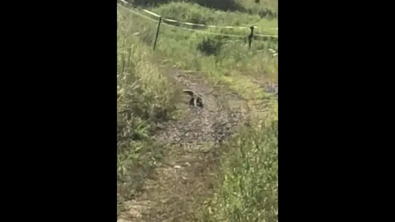 Followed a goanna up the road, then had a visit with the horses and a tour of some paddocks