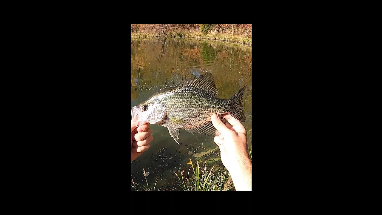 Huge Ohio crappie!!!