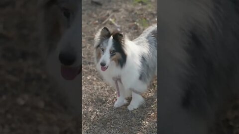 cute dog 🐕🐕🐕 #short #funnyvideo #cuteanimals