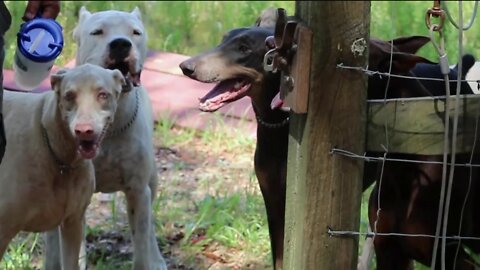 [no music] Off Leash Chill on a Saturday with our Pack of Dogo Argentinos and Dobermans