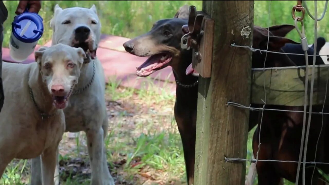 [no music] Off Leash Chill on a Saturday with our Pack of Dogo Argentinos and Dobermans