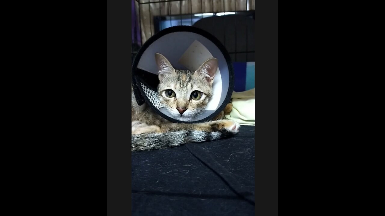 Funniest Cat Videos Compilation