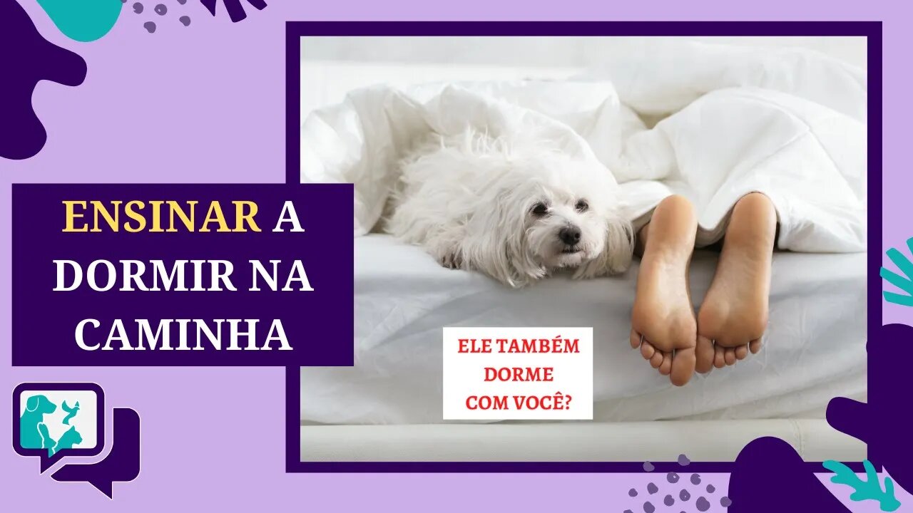 COMO ENSINAR O CACHORRO A DORMIR NA PRÓPRIA CAMINHA