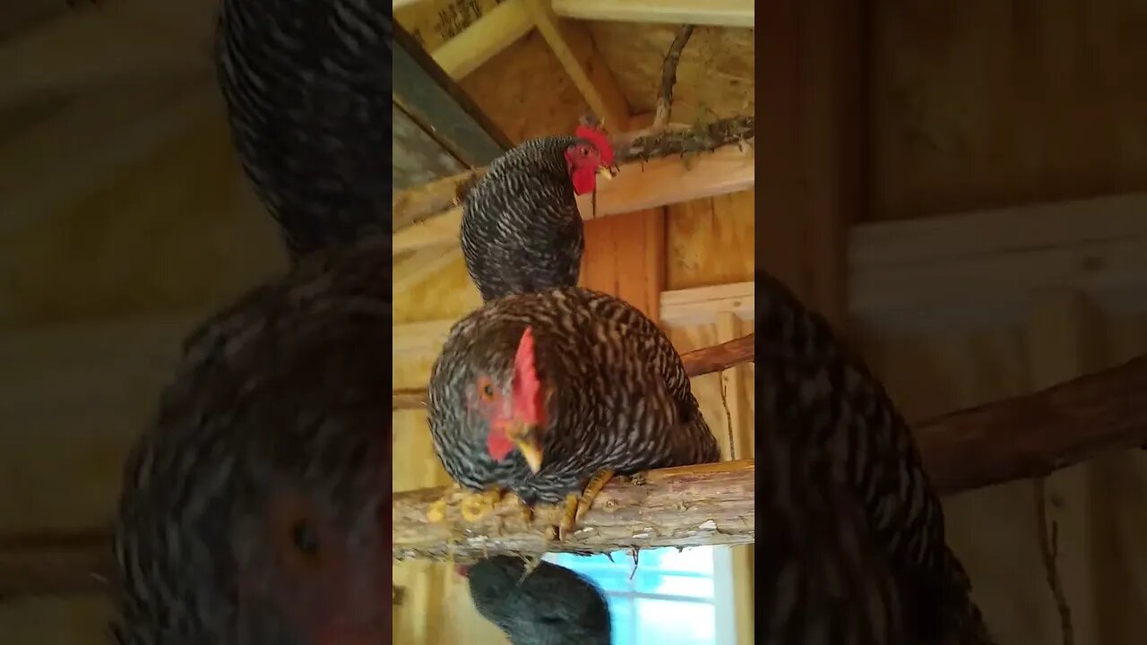 Chicken Coop Setup