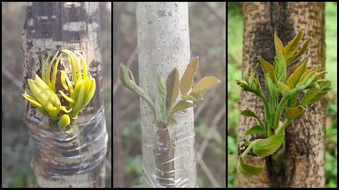 Grafting Fruit Trees: How to Create Unique - Plants World