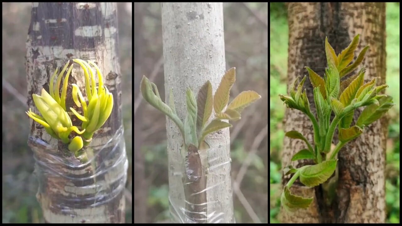 Grafting Fruit Trees: How to Create Unique - Plants World