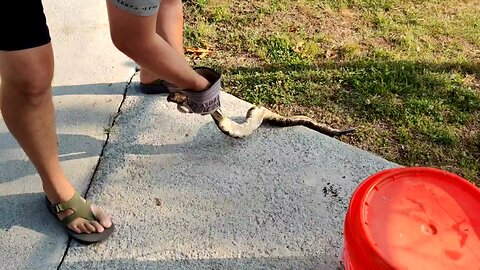 First time skinning timber rattler