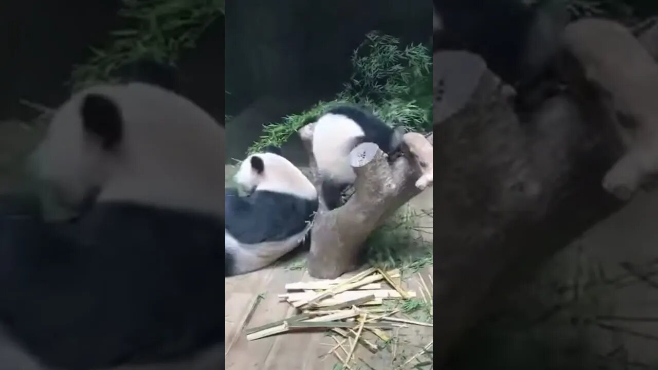 Funny animal videos - Impossible not to laugh - Funny videos
