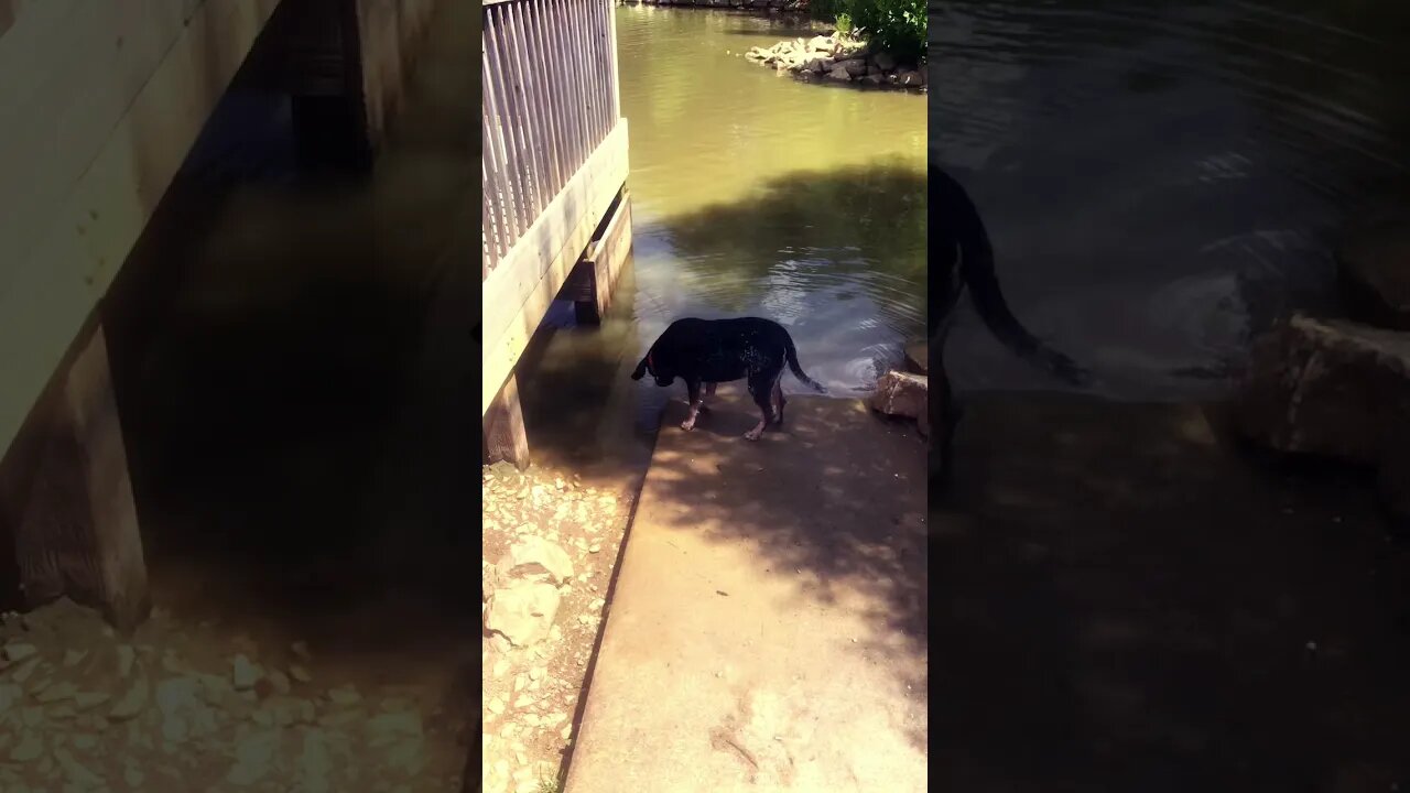 Astronaut not a Swimmer. Coon Hound Life