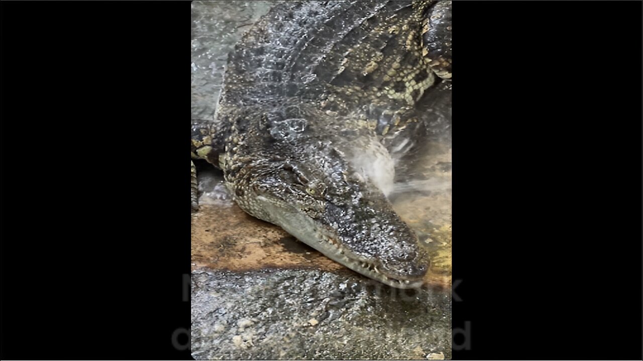 Buddhist Monk's pet Crocodiles!