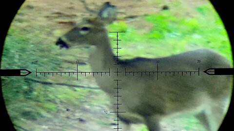 Young Spike Buck using Nightforce SHV and Tactacam FTS with a Tactacam 5.0 Camera.