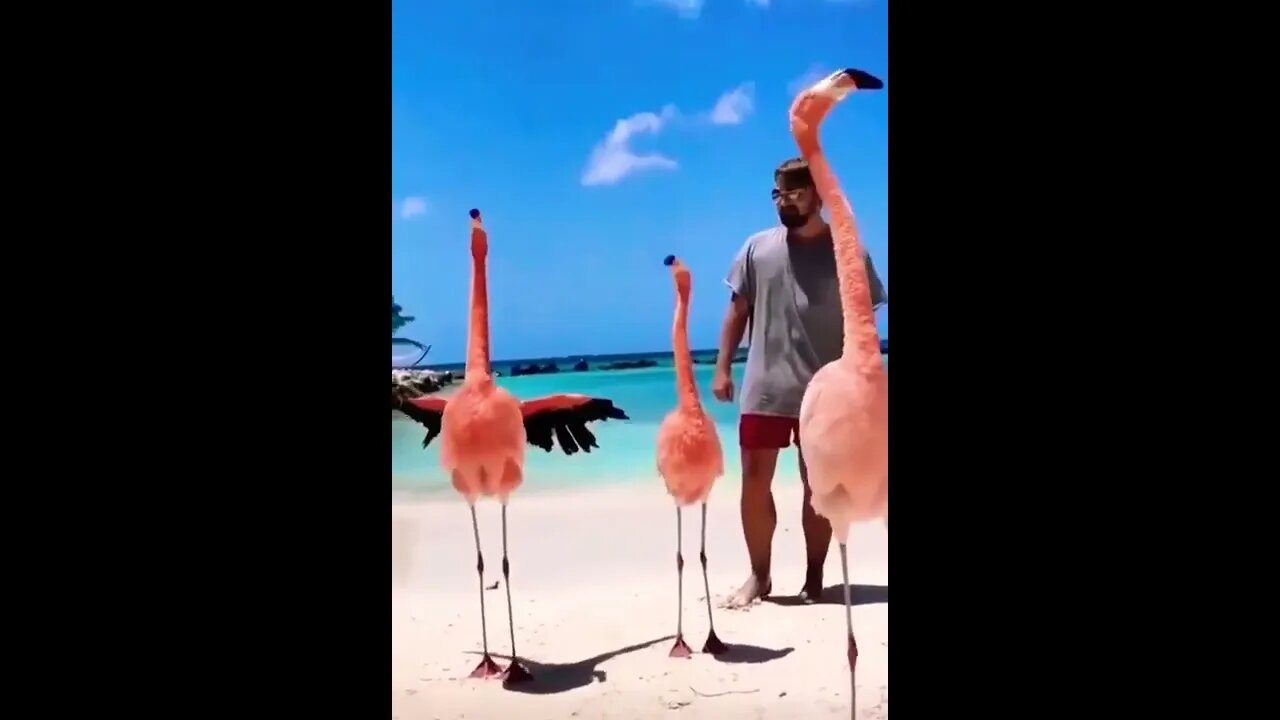 Talking flamingo🦩please make this go viral | #shorts | #viral | #funny | #subscribe | #flamingo