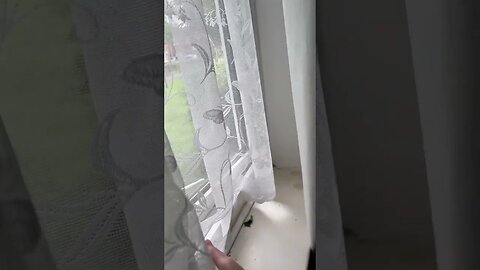 Birds 🦅 #veiws_viral_video_subscribers_grow are back