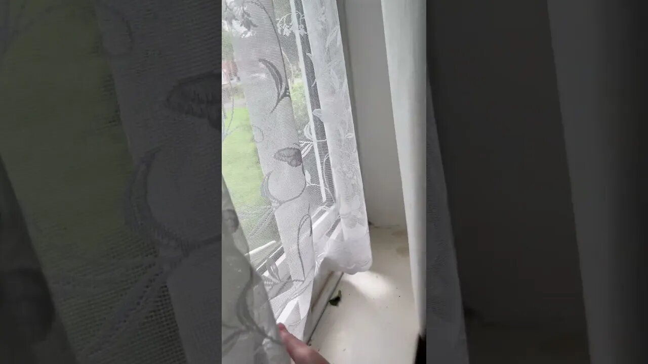 Birds 🦅 #veiws_viral_video_subscribers_grow are back