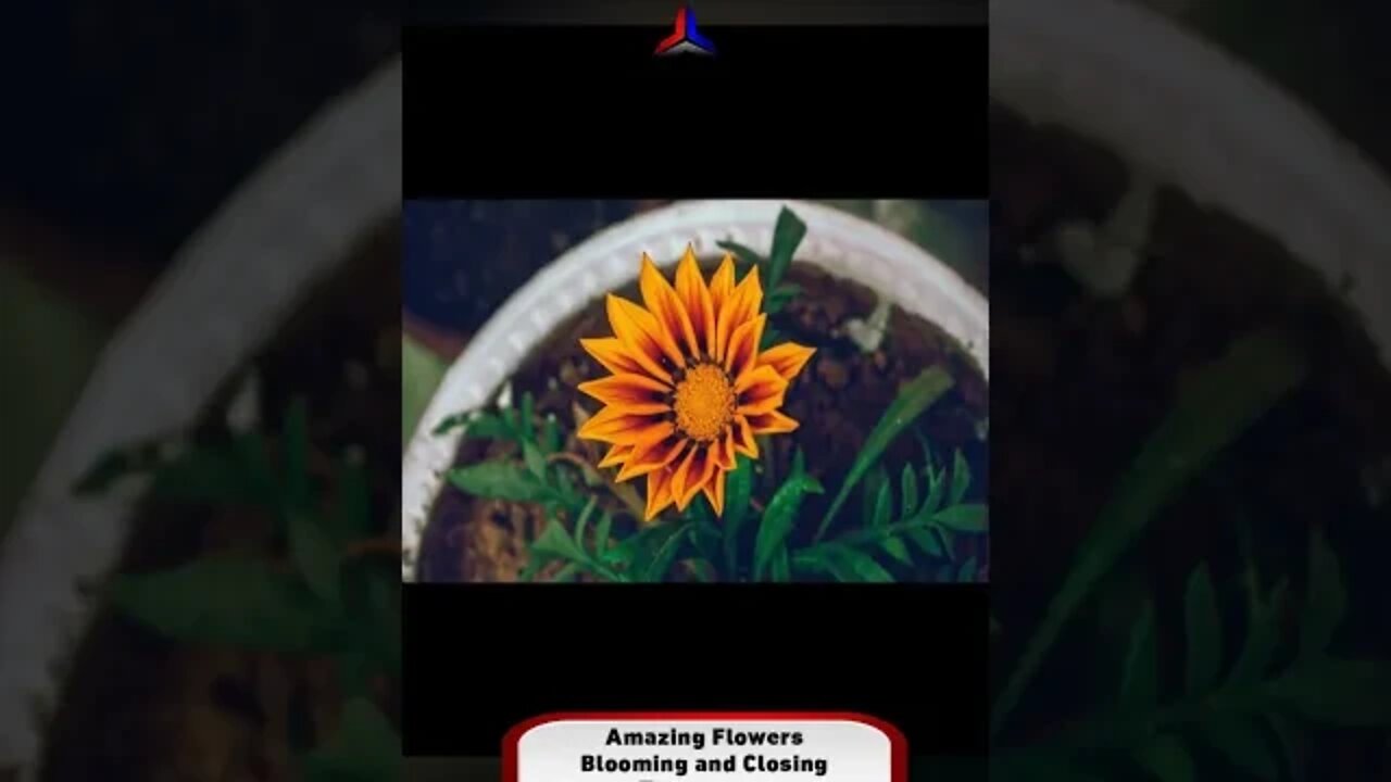 Amazing Flowers blooming and closing3