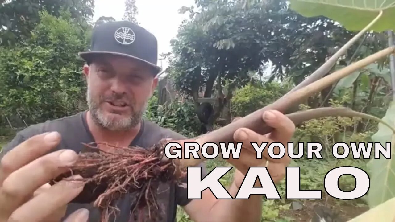 How to Grow Taro (Kalo) The Easy Way