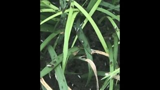 Fire ant swarm outside where they belong zhDt1711369