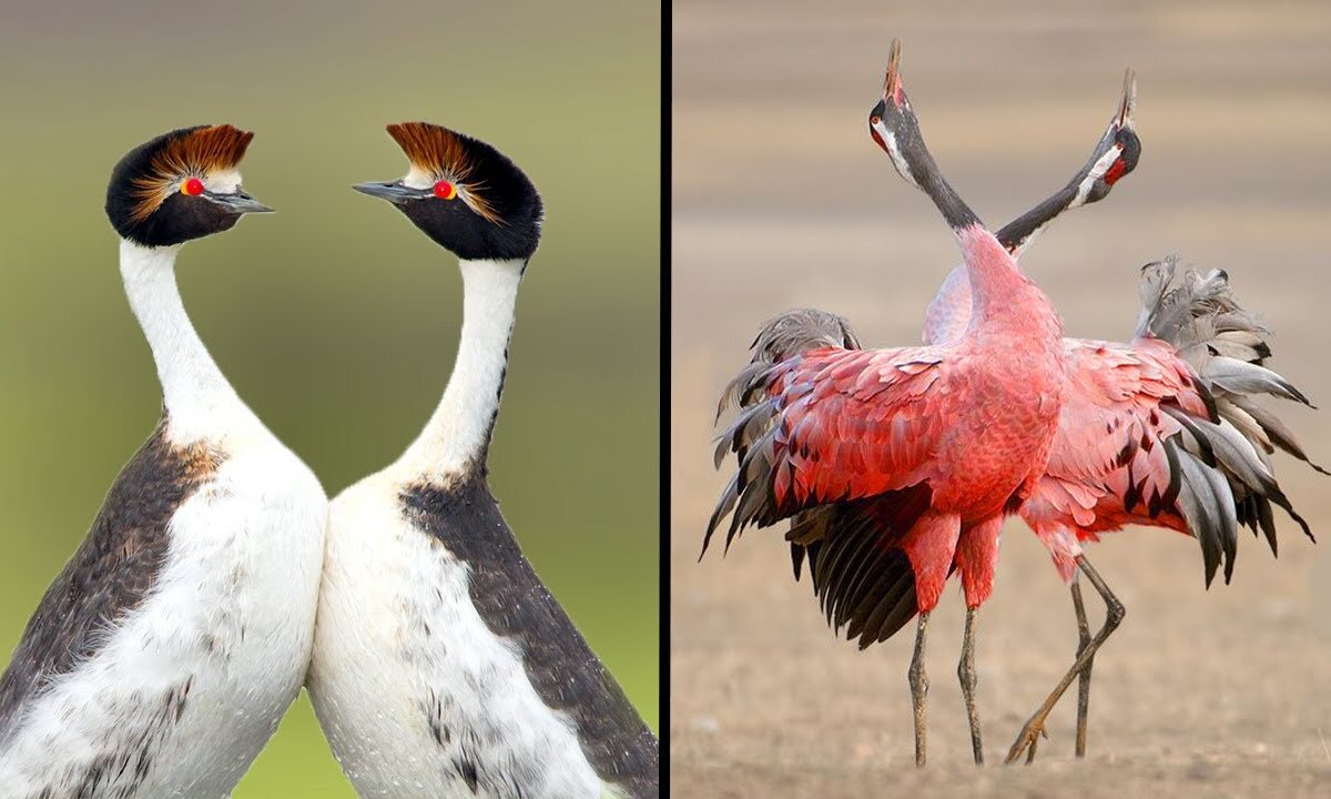 Nature's Dance-Off: 25 Birds With the Best Mating Dances in the World! 🕊️🕺 | Animal Vised