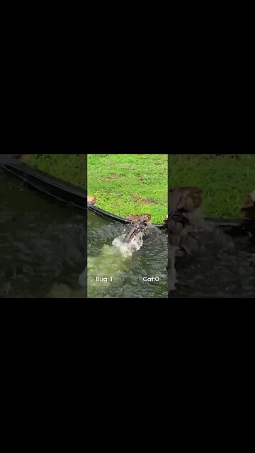 **Title: Funniest Pet Fails! 😂🐾**