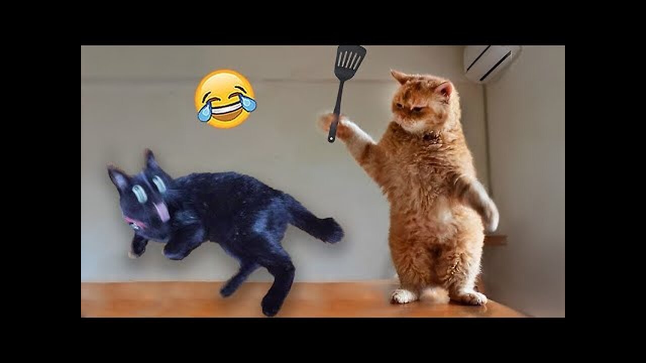 Cute Funny cats clip....😻😻