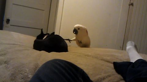 Don't Wake The Sleeping Pooch