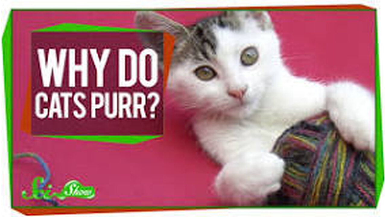 Why Do Cats Purr #shorts