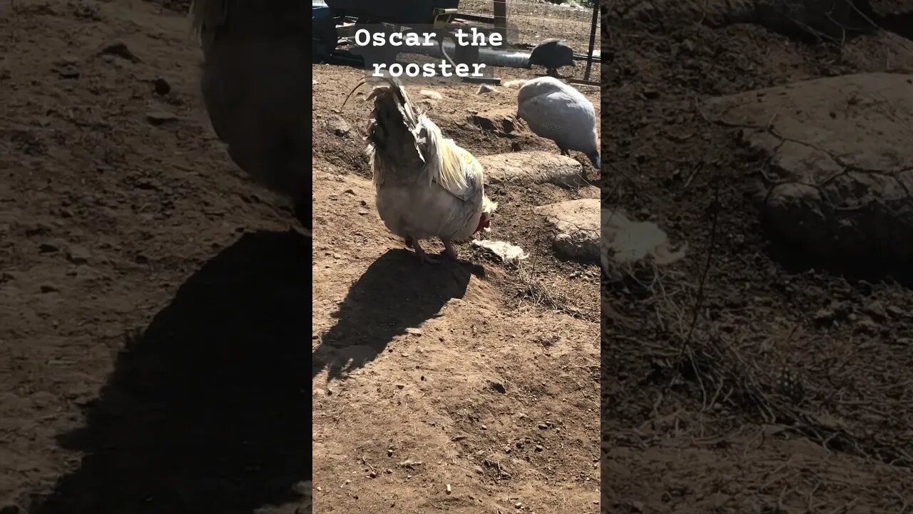 Oscar the beautiful rooster