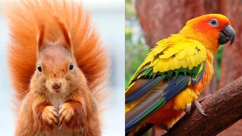 AWW SO CUTE | Cutest baby animals Videos Compilation Cute Moment of the Animals | Cutest Animals #26