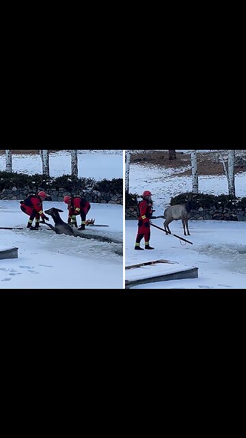 Hero firefighters rescue big elk from icy pond