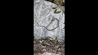 Baby Snake