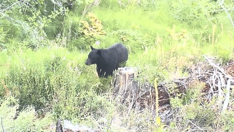 300 PRC dumps huge black bear!